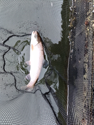 ニジマスの釣果