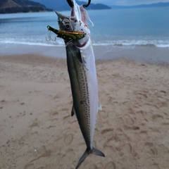 サゴシの釣果