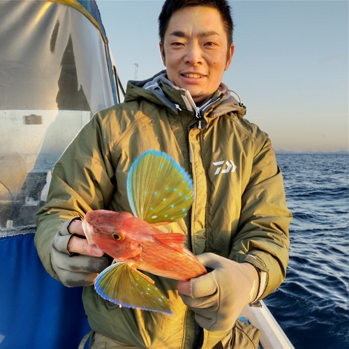 ホウボウの釣果