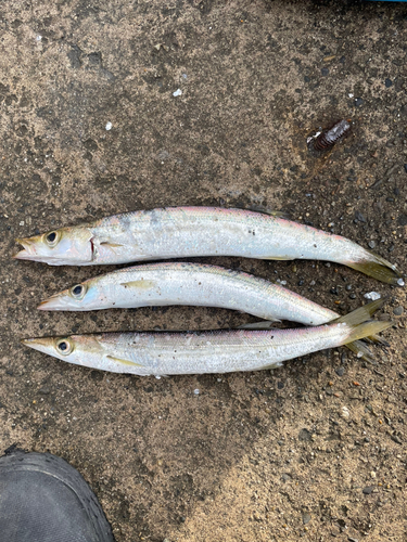 カマスの釣果