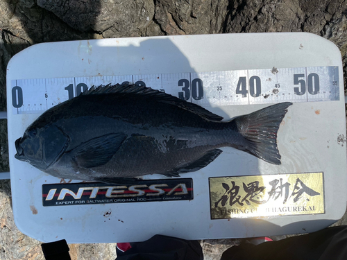 クチブトグレの釣果