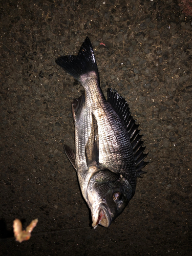 クロダイの釣果