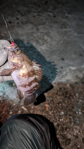 シロメバルの釣果