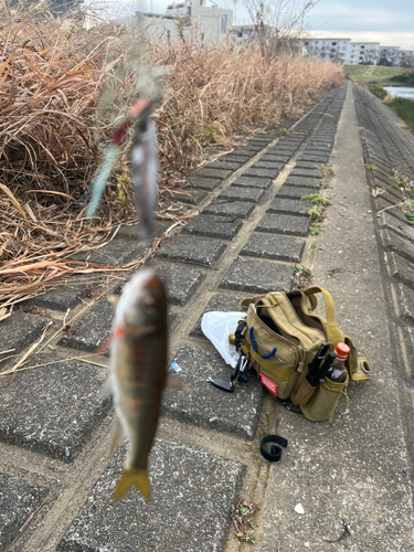 オイカワの釣果