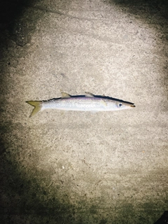 ヤマトカマスの釣果