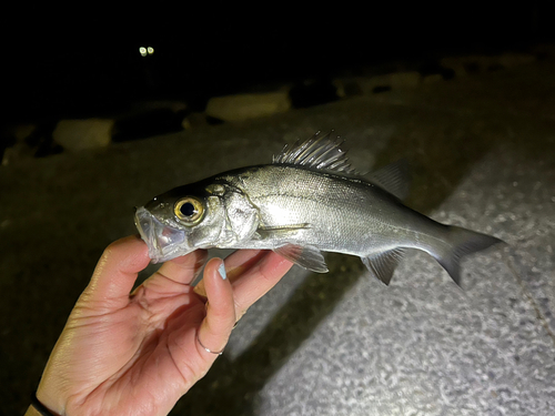 セイゴ（マルスズキ）の釣果