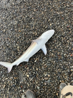 サメの釣果