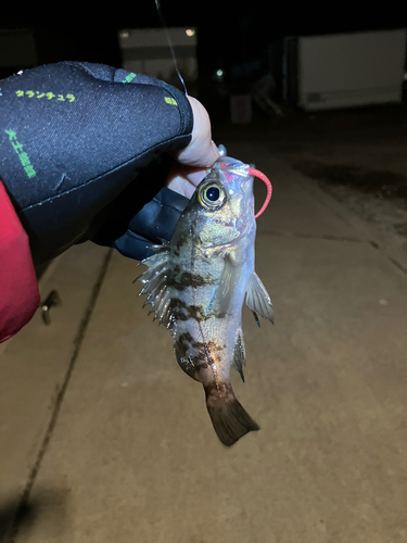 シロメバルの釣果