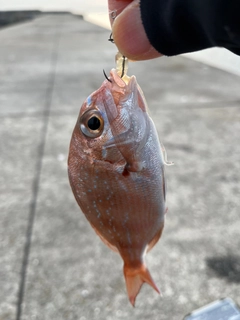 タイの釣果