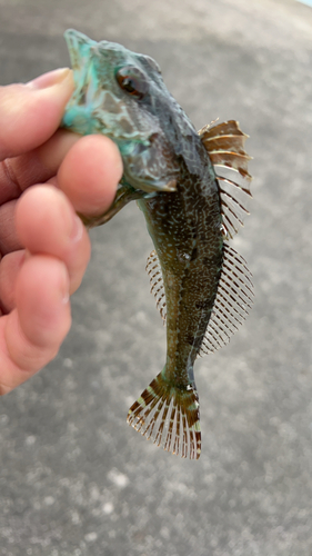 アナハゼの釣果