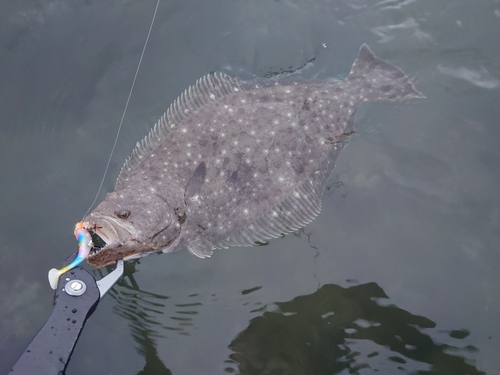 ヒラメの釣果