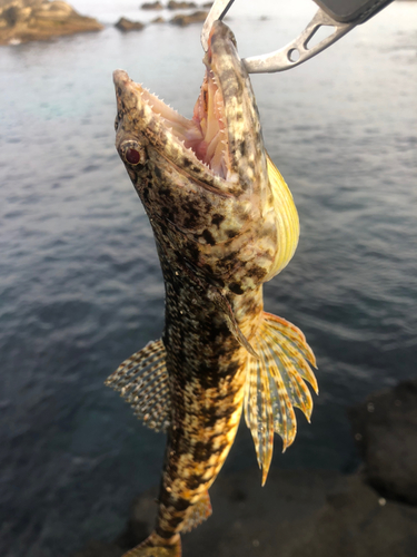 エソの釣果