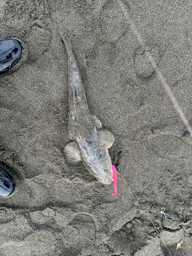 マゴチの釣果