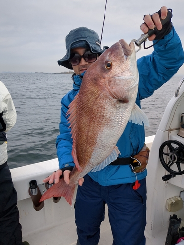 マダイの釣果