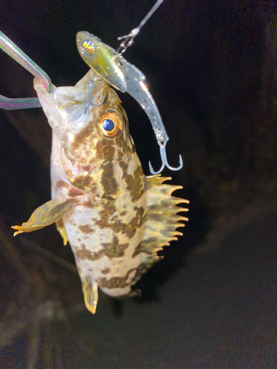 タケノコメバル
