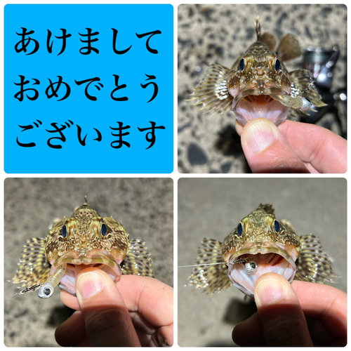 カサゴの釣果