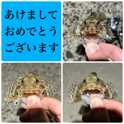 カサゴ