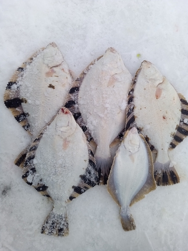 カワガレイの釣果