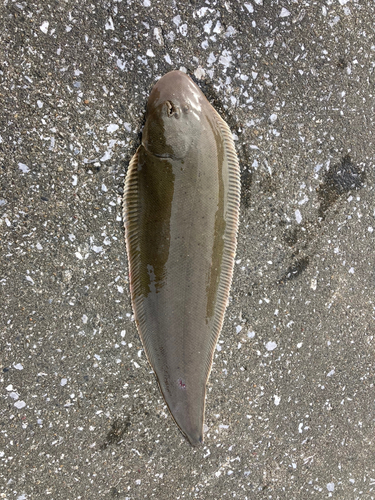 シタビラメの釣果