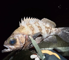 メバルの釣果