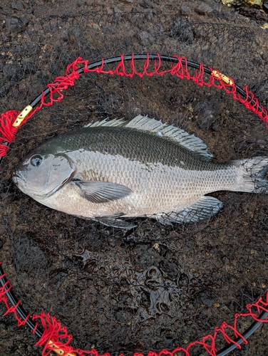 クロの釣果