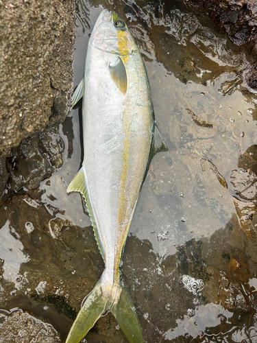 ヒラマサの釣果