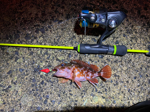 カサゴの釣果