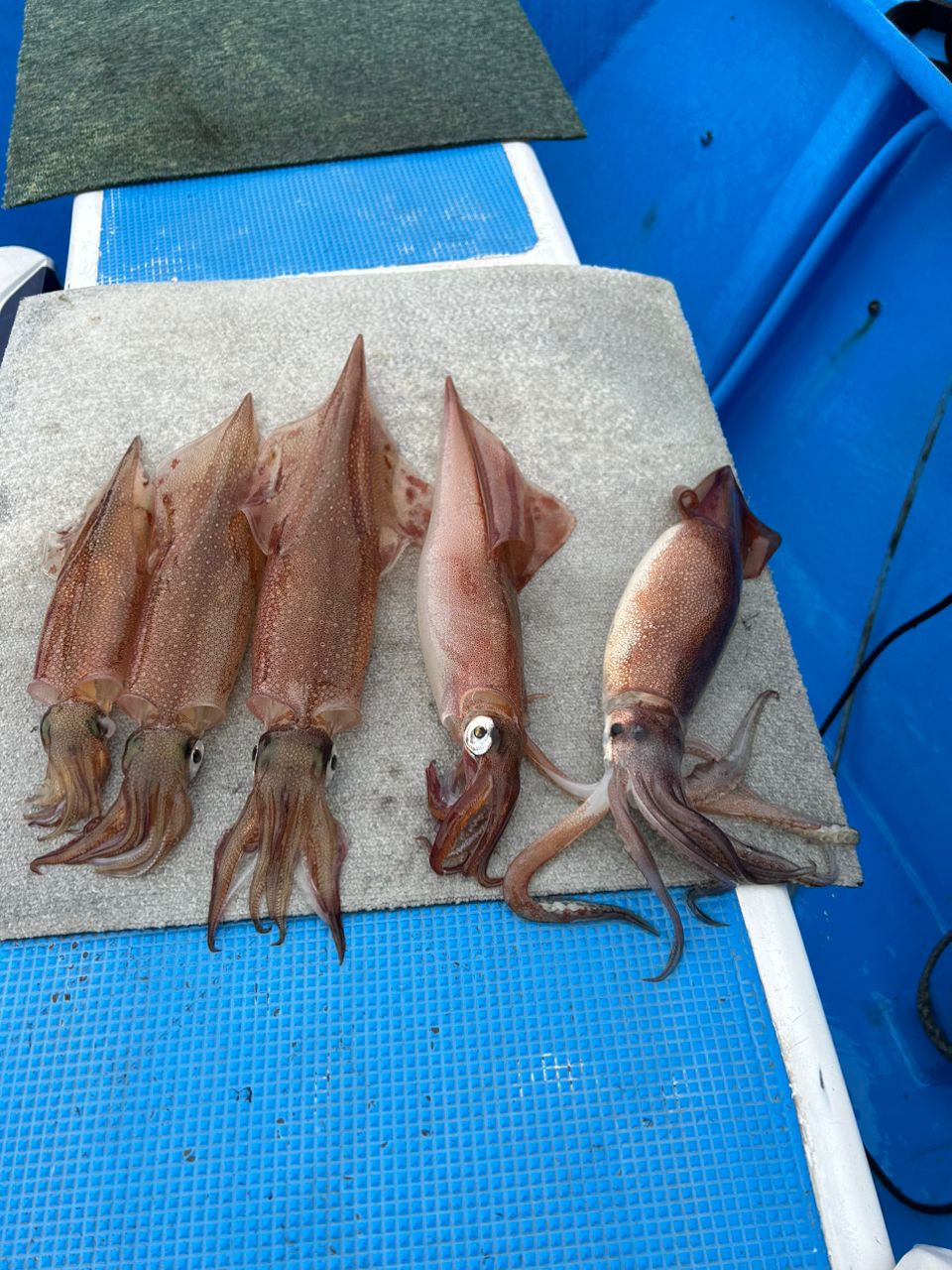 ボンビー釣りオヤジさんの釣果 2枚目の画像