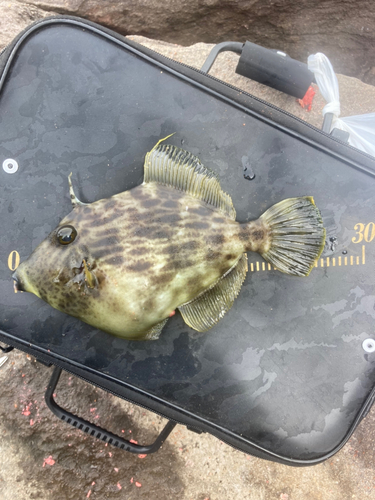 カワハギの釣果