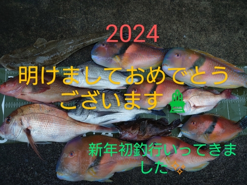 マゴチの釣果