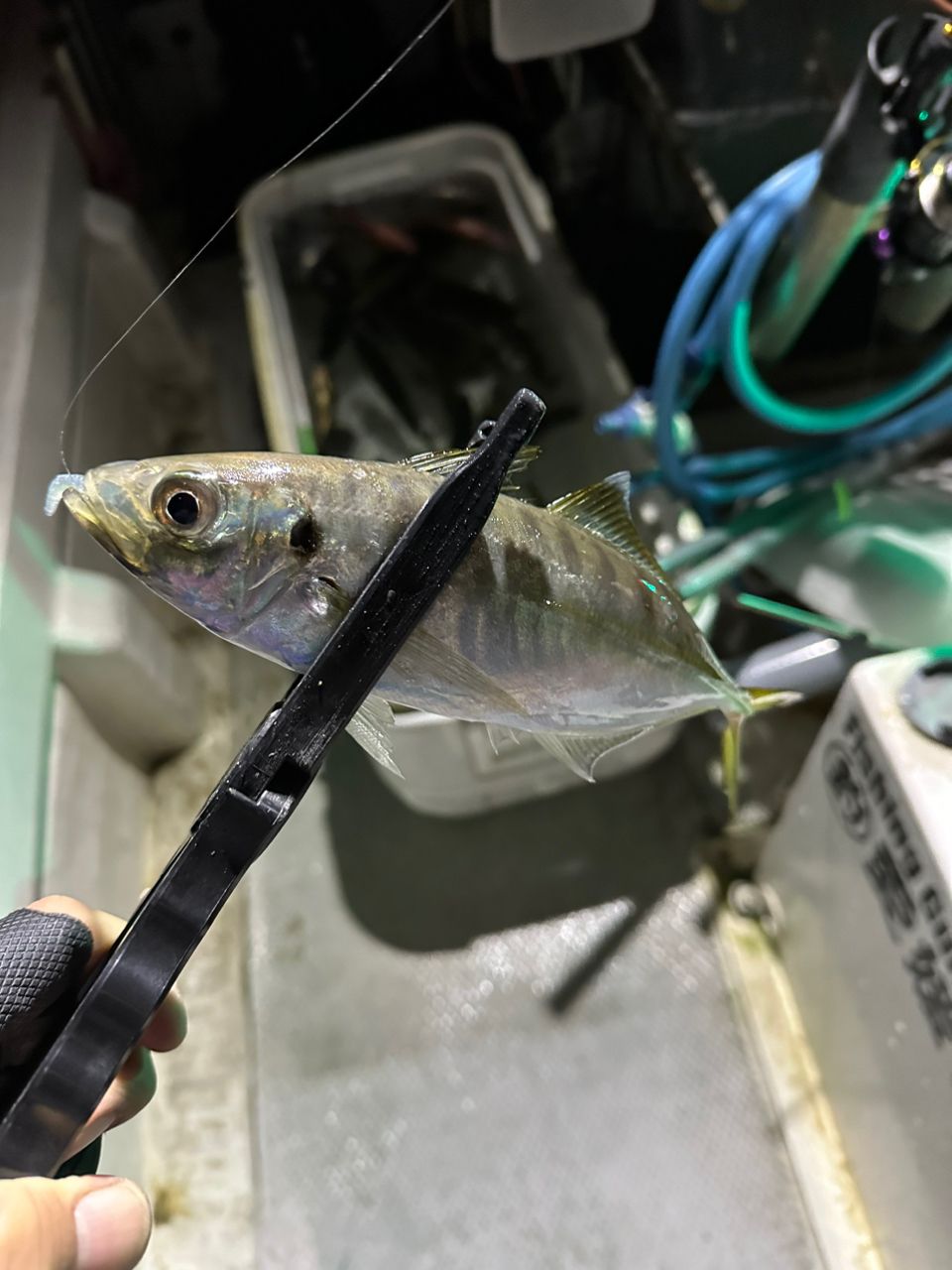 ヨースケさんの釣果 2枚目の画像