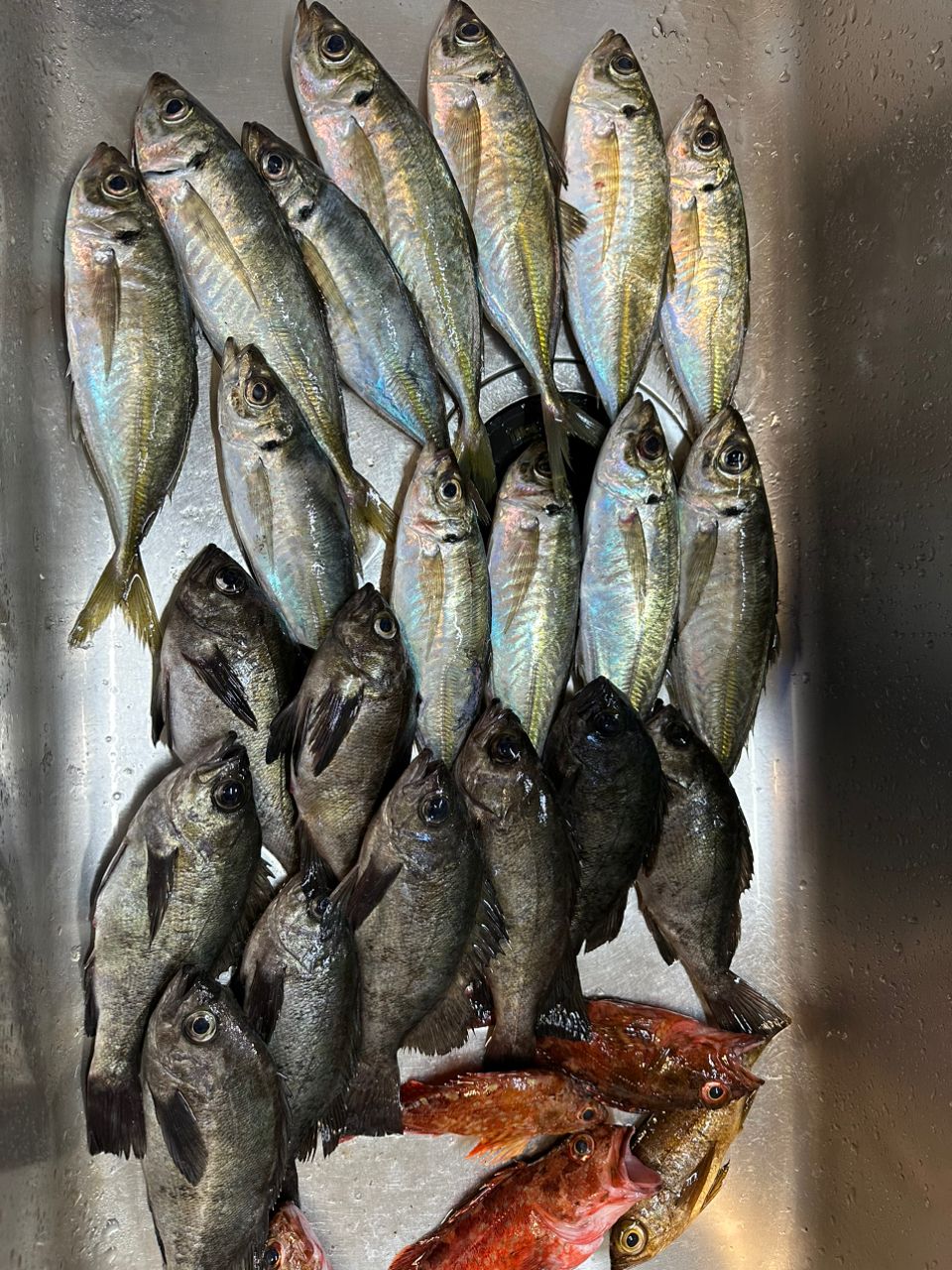 ヨースケさんの釣果 3枚目の画像