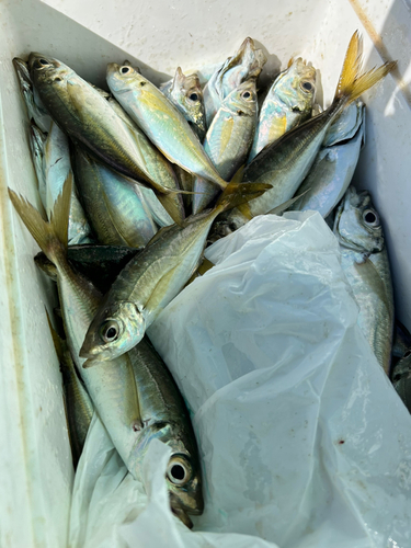 マアジの釣果