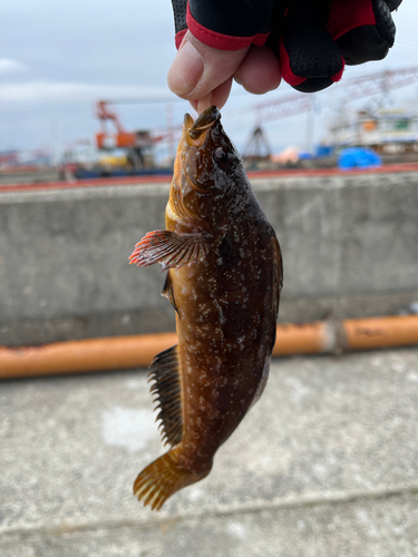 アイナメの釣果