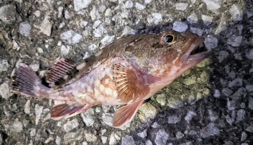 カサゴの釣果