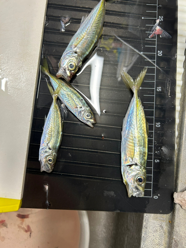 アジの釣果