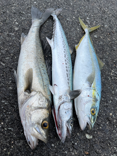 ツバスの釣果