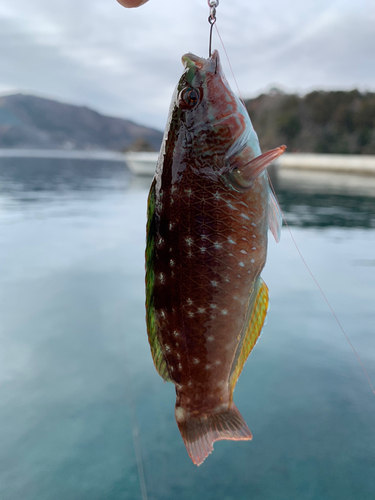 ベラの釣果