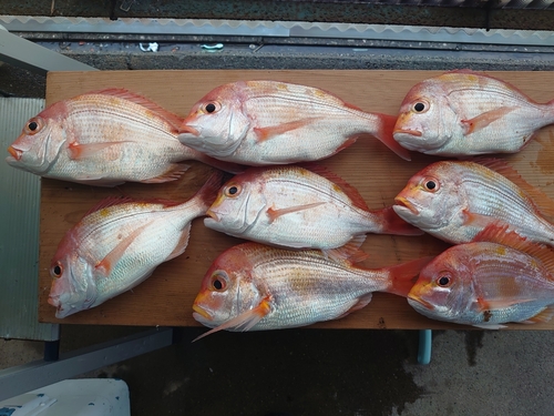 レンコダイの釣果