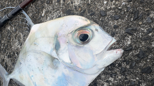 イトヒキアジの釣果