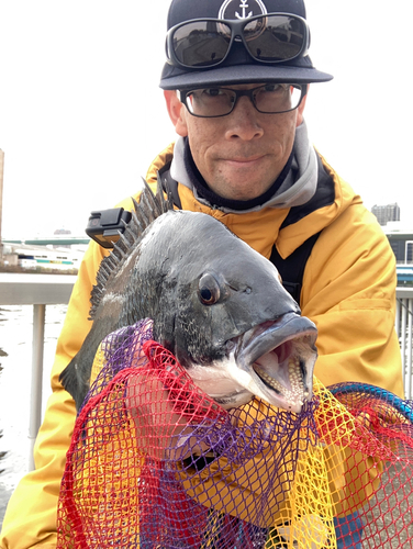 チヌの釣果