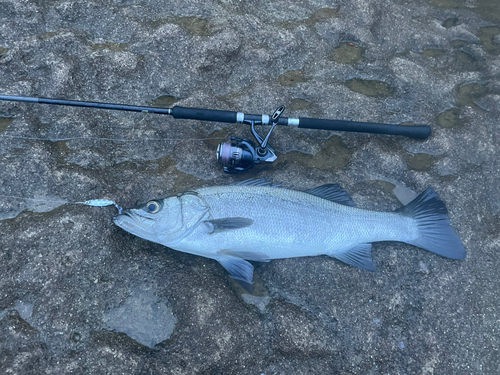 ヒラスズキの釣果