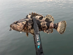 タケノコメバルの釣果