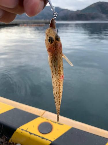 サビハゼの釣果