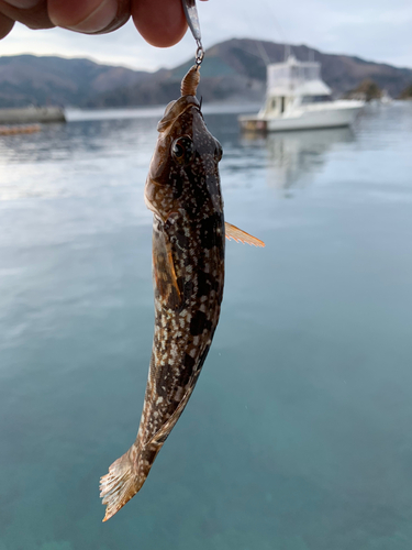 アイナメの釣果