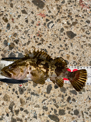 タケノコメバルの釣果