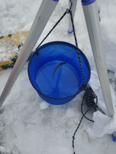 チカの釣果