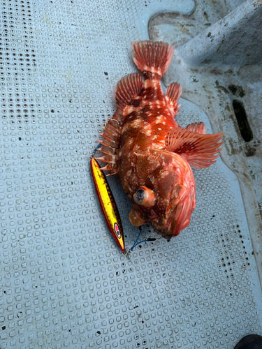 カサゴの釣果