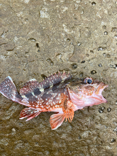 カサゴの釣果