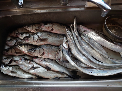 シーバスの釣果